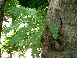 Image result for Kirkia