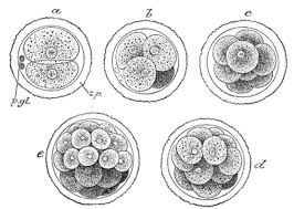 Chromosome Errors Cause Many Pregnancies To End Before They Are Even Detected Cell Division Embryonic Development Fertility