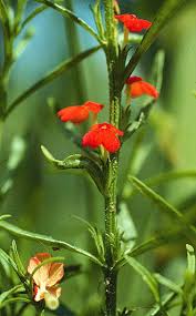 Image result for Striga hallaei