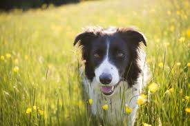 Maybe you would like to learn more about one of these? Black And White Dog Breeds Dalmatian Border Collie Boston Terrier