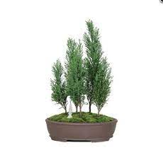 A member of the redwood family, taxodiaceae, it is a primary tree species and can reach heights of. Brussel S Bonsai Nursery Bonsai Trees And Accessories Japanese Bonsai Tree Bonsai Tree Care Outdoor Bonsai Tree