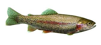 rainbow trout rainbow trout trout rainbow trout fishing
