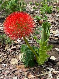 Image result for Distephanus divaricatus