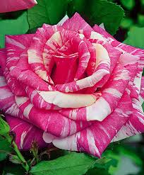 Large Flowered Rose Candy Stripe Roses From Spalding Bulb Guzel Cicekler Guller Cicek
