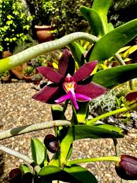 Image result for Sopubia mannii