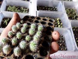 Growing cacti from seed is a little more difficult, and requires a little more patience than many other kinds of seeds. How To Grow Cactus Seeds Cactus Seeds How To Grow Cactus Desert Plants