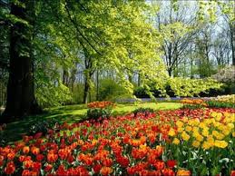 keukenhof เคอเคนฮอฟ most beautiful gardens beautiful flowers garden spring flowers wallpaper
