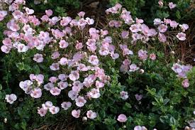 Image result for Diascia