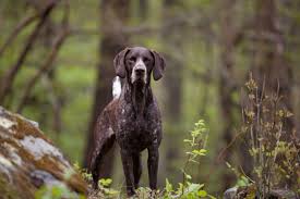 Maybe you would like to learn more about one of these? German Shorthaired Pointer Dog Breed Everything About German Shorthaired Pointer