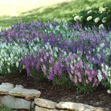 Image result for Angelonia