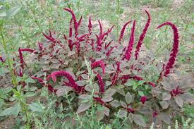 Image result for Amaranthus cruentus