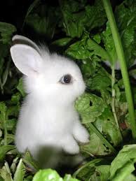 100 Pictures Of Rabbits To Bring You Good Luck For The Lunar New Year Cute Animals Animals Cute Bunny Pictures