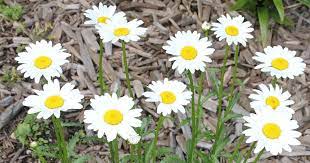 Codycross lawn flowers with white petals and a yellow center. Invasive Garden Plants Is That A Weed