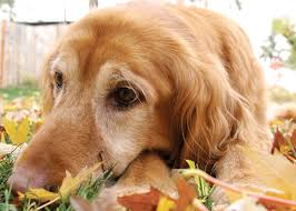 New jersey was granted statehood on december 18th, 1787 and became the 3rd state in the united states. Golden Retriever