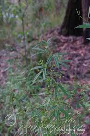 Image result for Zeuxine elongata