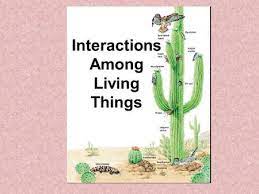 It's also one of the few visuals you can actually care for at home as a living souvenir of southwest americana. Symbiotic Relationships Ppt Download