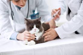 Find adoptable pets near you. Cat Microchip How To Id Track And Always Find Your Kitty Tractive Blog