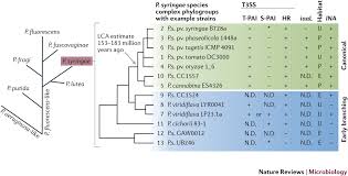 Image result for Pseudomonas syringae
