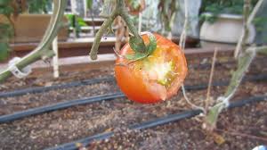 Bird Netting For Blueberries Lowes Garden Bird Netting Review Results Youtube