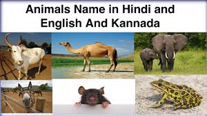 The llama, the alpaca, the guanaco. Learn Animals Names In Kannada English Hindi Learn 3 Languages In One Video Part 1 Youtube