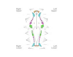Free to download and print. Game Statistics Canine Dental Chart