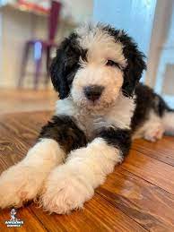 Meet Winnie The Sheepadoodle Sheepadoodle Puppy Black Labradoodle Pet Breeds