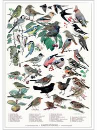 Gartenvogel Poster Plakat Mit Garten Vogel Poster Shop Plakat Posterdrucke