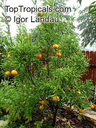 Image result for Citrus reticulata