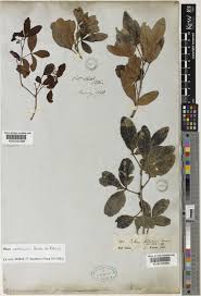 Image result for Searsia natalensis