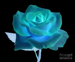 Check spelling or type a new query. Blue And Turquoise Rose On Black Photograph By Rosemary Calvert