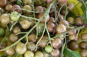 Maybe you would like to learn more about one of these? California Tropical Fruit Trees Medicinal Herbs Fruit Trees Fruit