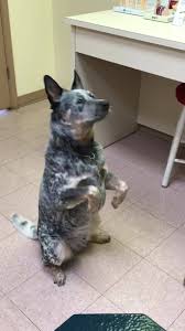 We did not find results for: Plaza Pet Clinic Home Facebook