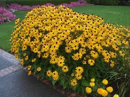 Image result for Rudbeckia hirta