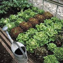 Das Salatsortiment Fur Den Geschutzten Anbau Wird Immer Umfangreicher Und Farbiger Garten Anbau Heim