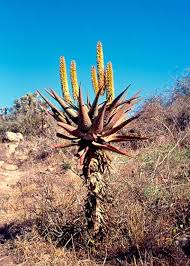 Image result for Aloe aculeata × globuligemma