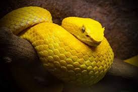 Snake Dream Meaning Gives Alerts Great Message Life In Vedas Yellow Snake Snake Dream Snake