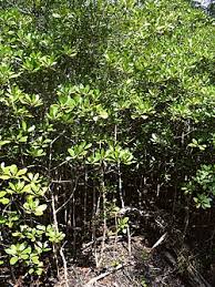 Image result for Ceriops