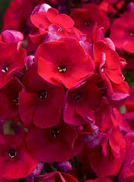 Pin On Phlox