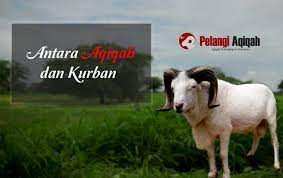 Kapan waktu penyembelihan hewan kurban. Apa Perbedaan Aqiqah Dan Qurban Simak Penjelasan Ini