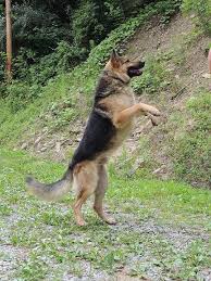 Black And Tan Fluffy German Shepherd Puppies Diesel Is A Big Boy He S Our Akc Black Tan German Shepherd German Shepherd Dogs German Shepherd Dogs