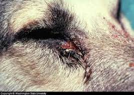 There Are Several Helpful Home Remedies For Dog Eye Infection These Are Outlined In This Article We Have Also Exp Eye Infection In Dogs Dog Eyes Dog Remedies