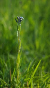 Image result for Digitaria gymnostachys