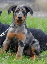 Get matched with a pupper from a responsible beauceron breeder near you. Ailish Reilly Ailishreilly Profile Pinterest