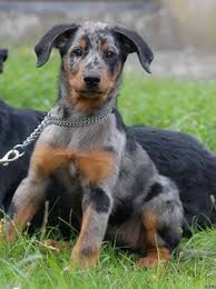(14) bavarian mountain hounds (1) beagles (113) bearded collies (2) beaucerons (1) bedlington terriers (19) belgian shepherds (61) cavapoo dogs & puppies in uk. 110 Animals Ideas Animals Pets Cute Animals