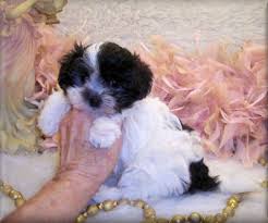 Puppies and kitties teacup puppies cute puppies cute dogs corgi puppies doggies teacup maltipoo maltipoo puppies kittens. Maltipoo Teacup Maltipoo Puppies For Sale