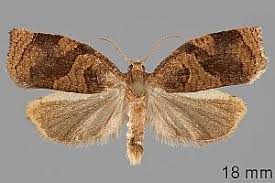 Image result for Archips rosanus