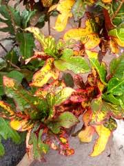 Image result for Erythrococca atrovirens