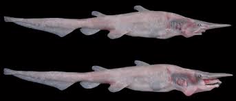 El tiburón duende o tiburón trasgo (mitsukurina owstoni) es una especie de elasmobranquio lamniforme de la familia mitsukurinidae. Tiburon Duende O Globin Terrorificamente Voraz Fotos 2021