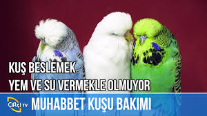 Kus Yetistiriciligi Suslu Youtube