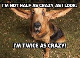 Light travels faster than sound, which is. Funny One Liner Jokes On Pet Animals That Are So Cute Tabloid India